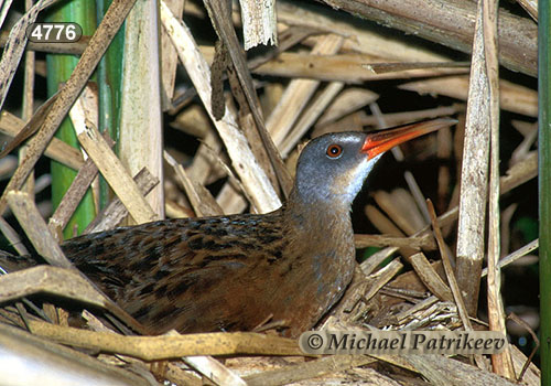 Virginia Rail (Rallus limicola)